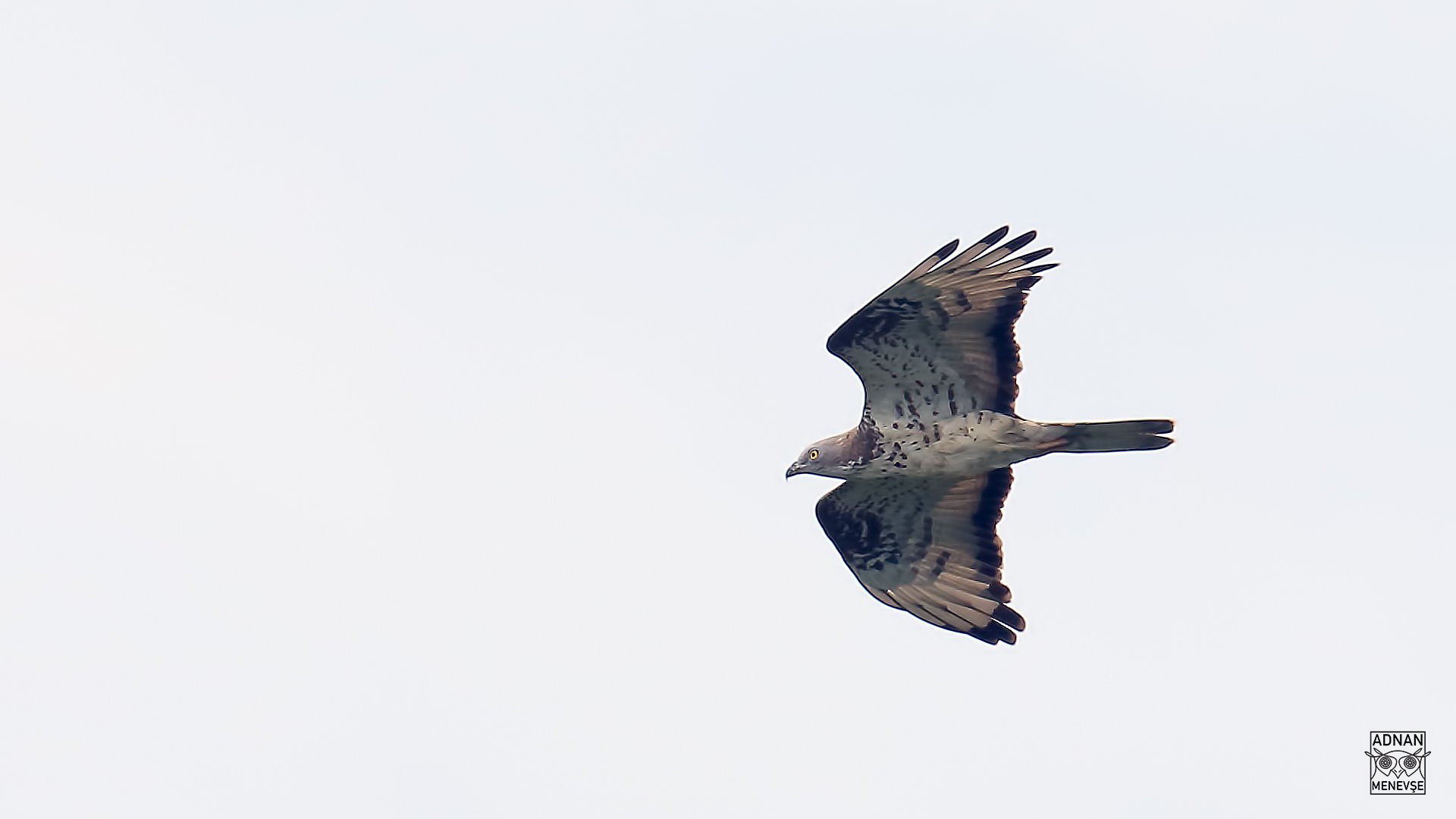 European Honey-buzzard